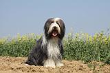 BEARDED COLLIE 200